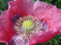 Pink poppy flower