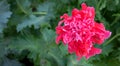 A pink poppy flower blooms in the garden. Decorative poppy peony.Beautiful pink poppy flower.Space for your text Royalty Free Stock Photo