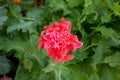 A pink poppy flower blooms in the garden. Peony decorative poppy.Beautiful pink poppy flower Royalty Free Stock Photo