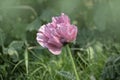 Pink poppy flower on the field close up. Pink opium poppy flower or Papaver Somniferum blooming Royalty Free Stock Photo