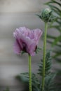 Pink poppy flower on the field close up. Pink opium poppy flower or Papaver Somniferum blooming Royalty Free Stock Photo