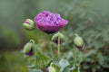 Pink poppy flower  Papaver  close-up on a blurred natural green background in the sunlight. Flower in the meadow Royalty Free Stock Photo