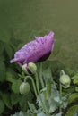 Pink poppy flower  Papaver  close-up on a blurred natural green background in the sunlight. Flower in the meadow Royalty Free Stock Photo