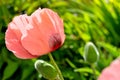 pink poppy flower after rain