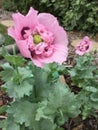 Pink poppy flowers in a garden