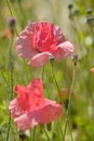 Pink poppy flowers on a lawn