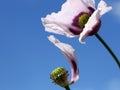 Pink poppy Royalty Free Stock Photo