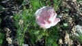 Pink poppy - great green leaves