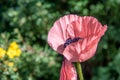 Pink poppy with green background Royalty Free Stock Photo