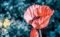 Pink poppy with green background Royalty Free Stock Photo