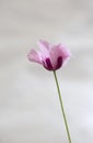 Pink poppy isolated Royalty Free Stock Photo