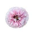 Pink poppy isolated on white Royalty Free Stock Photo
