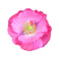 Pink poppy isolated on white Royalty Free Stock Photo
