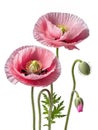 pink poppy isolated on white background Royalty Free Stock Photo