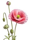 pink poppy isolated on white background Royalty Free Stock Photo