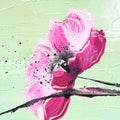 Pink poppy on light green