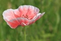 Pink poppy over green