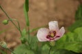 Pink Poppy blooming in a Garden Royalty Free Stock Photo