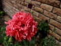 PINK POPPY - Peony poppy