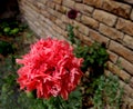 PINK POPPY - Peony poppy