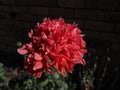 PINK POPPY - Peony poppy