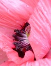 Pink Poppy Raindrops Royalty Free Stock Photo