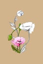 Pink poppy sketch pencil, poppy color, buds , flower sketch. Line art background. Hand drawn nature painting. Freehand