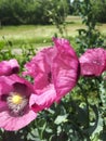 Pink poppy in sunlight on green grass background Royalty Free Stock Photo