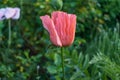 pink poppy in sunlight and soaring ladybug tinted in soft pastel colors Royalty Free Stock Photo