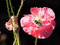 Pink Poppy With Wasp