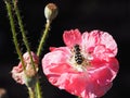 Pink Poppy With Wasp