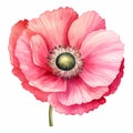 Pink Poppy Watercolor Clipart: Realistic Portrait Style Illustration