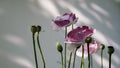 Pink poppy on a white background.A rare color of a blooming poppy. Royalty Free Stock Photo