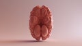 Pink Porcelain Anatomical Brain
