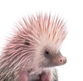 Pink porcupine on white