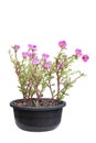 Pink Portulaca flowers bloom in pot isolated on white background. Royalty Free Stock Photo