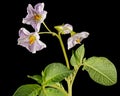 Pink potato fliwers, isolated on black background Royalty Free Stock Photo