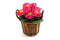 Pink potted primula (primrose) on isolated background Royalty Free Stock Photo