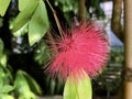 Pink Powder Puff Calliandra emarginata or Calliandra tergemina var. emarginata, Inga emarginata, Powderpuff, Dwarf Powder Puff