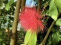 Pink Powder Puff Calliandra emarginata or Calliandra tergemina var. emarginata, Inga emarginata, Powderpuff, Dwarf Powder Puff