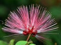 Pink powder puff flower Royalty Free Stock Photo