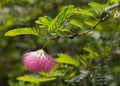 Pink Powderpuff Blossom