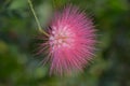 Pink Powderpuff close up