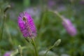 Pink powderpuff flower mimosa strigillosa. Nature background