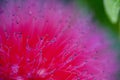 Pink Powderpuff Macro Royalty Free Stock Photo