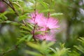 Pink Powderpuff Plant Calliandra surinamensis, branch with pink flowers