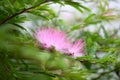 Pink Powderpuff Plant Calliandra surinamensis, pink inflorescence