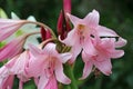 Pink powell hybrid swamp lily flower in close up Royalty Free Stock Photo