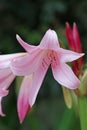 Pink powell hybrid swamp lily flower in close up Royalty Free Stock Photo