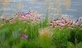 Pink prairie garden perennial flowerbed with a different set of flowers of a flowerbed of a larger plant just flowering Royalty Free Stock Photo